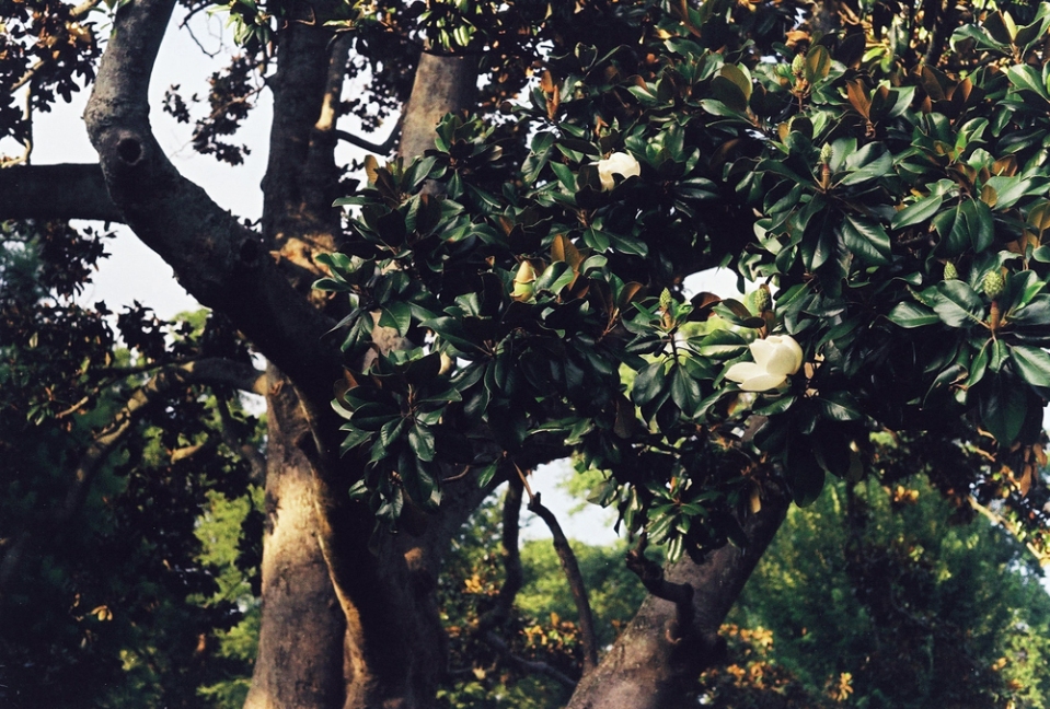 Magnolia in Piedmont Park